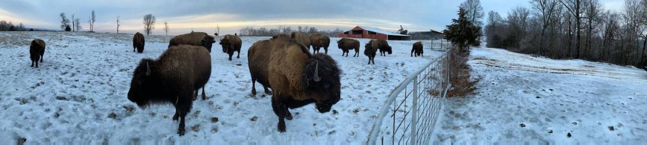 Cedar Cabin Located On A Buffalo Farm Marshall Экстерьер фото